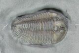Small, Prone Flexicalymene Trilobite With Brachiopod - Ohio #70919-3